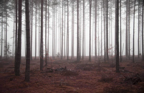 Nebelwald Als Hintergrund — Stockfoto