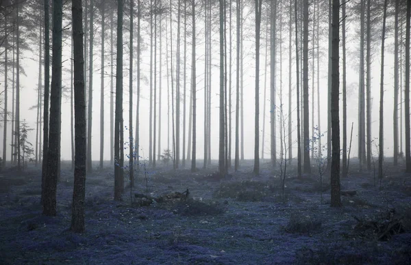 Nebelwald Als Hintergrund — Stockfoto