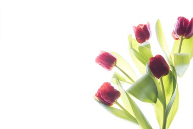 Beyaz arka planda izole lale çiçekleri