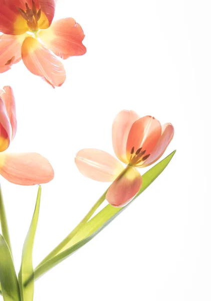 Tulipani Fiori Isolati Sfondo Bianco — Foto Stock