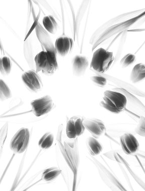 Beyaz arka planda izole lale çiçekleri