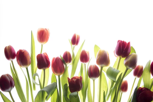 Tulipanes Flores Aisladas Sobre Fondo Blanco —  Fotos de Stock