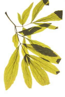 arka plan olarak şeffaf kurutulmuş yaprakları