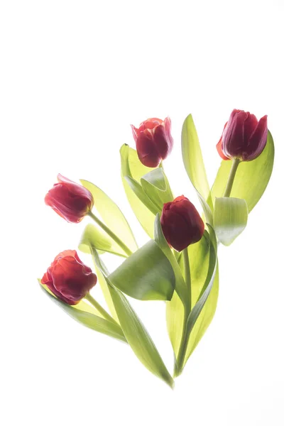 Fleurs Tulipes Isolées Sur Fond Blanc — Photo