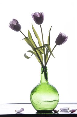 Beyaz arka planda izole lale çiçekleri