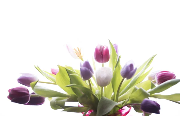 Fleurs Tulipes Isolées Sur Fond Blanc — Photo