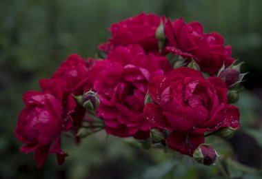 pembe gül yaprakları üzerinde çiy ile yakın çekim