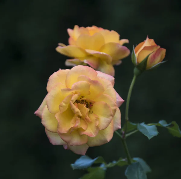 Fim Rosas Amarelas Com Orvalho Pétalas — Fotografia de Stock