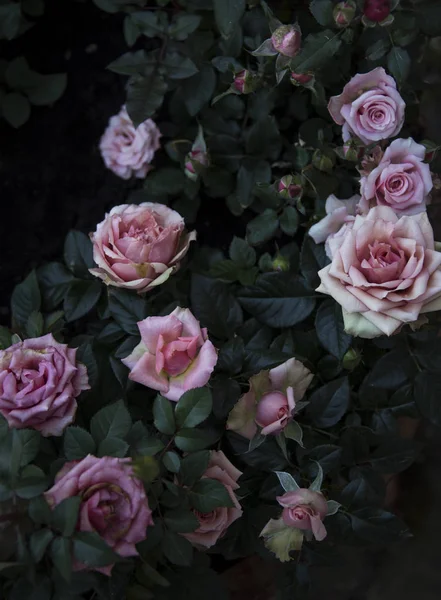 Закрытие Пастельных Роз Росой Лепестках — стоковое фото