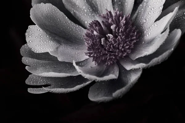 Monochromes Foto Einer Blume Mit Tau Auf Blütenblättern Auf Schwarzem — Stockfoto