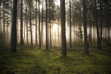 Sisli gizem orman arka plan olarak
