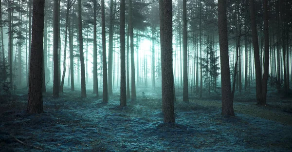Bosque Misterioso Brumoso Como Fondo — Foto de Stock