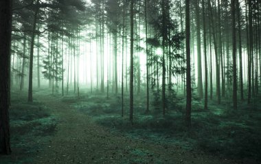 Sisli gizem orman arka plan olarak