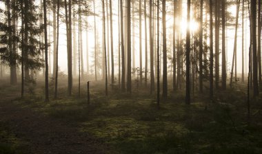 Sisli gizem orman arka plan olarak