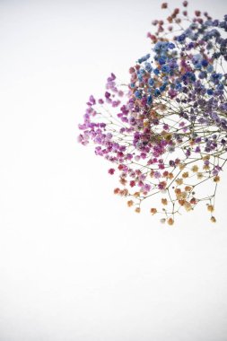 Beyaz arka plan üzerinde izole renkli kuru çiçekler 