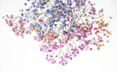 Beyaz arka plan üzerinde izole renkli kuru çiçekler 