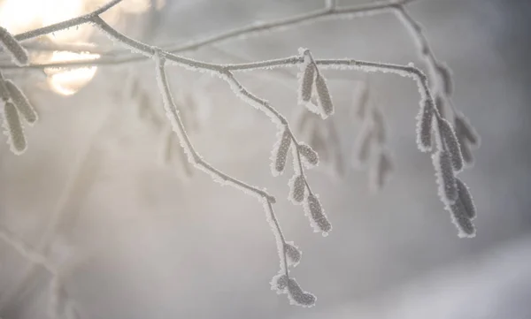 树枝剪影在冬天季节 — 图库照片