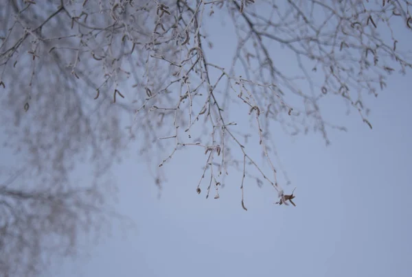 Gałęzie Drzewa Sylwetka Sezonie Zimowym — Zdjęcie stockowe