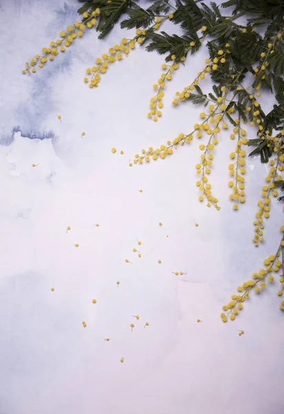 Mimosa Takken Gekleurde Achtergrond — Stockfoto