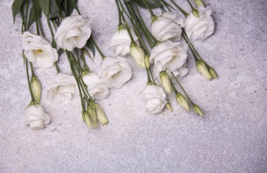 çiçek ışık arka plan üzerinde kapat 