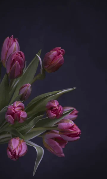 Frische Bunte Tulpen Auf Dunklem Hintergrund — Stockfoto