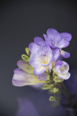 koyu arka plan üzerinde taze Menekşe çiçek yakın çekim 