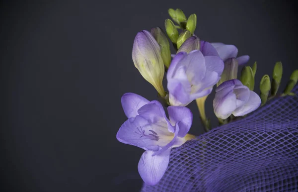 close up of fresh violet flowers on dark background