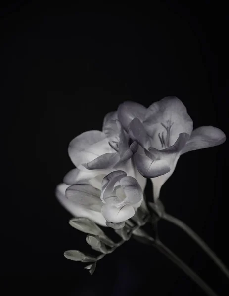 Monochromes Foto Von Blumen Auf Dunklem Hintergrund — Stockfoto