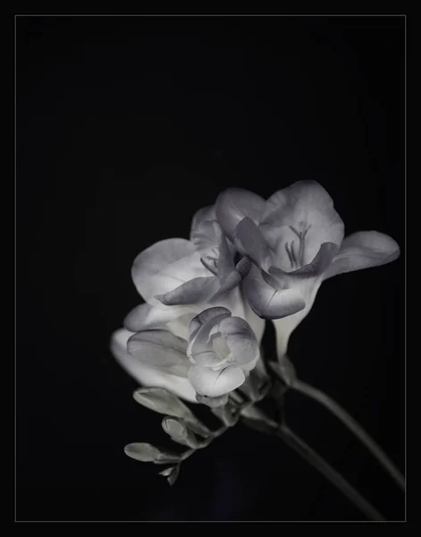 Monochromes Foto Von Blumen Auf Dunklem Hintergrund — Stockfoto