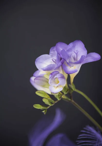 close up of fresh violet flowers on dark background