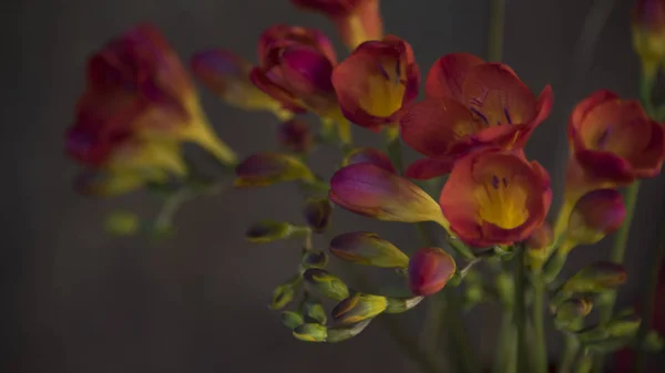 Nahaufnahme Von Frischen Bunten Blumen Auf Dunklem Hintergrund — Stockfoto