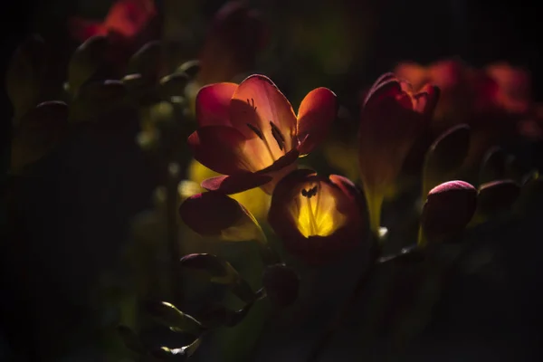 Nahaufnahme Von Frischen Bunten Blumen Auf Dunklem Hintergrund — Stockfoto