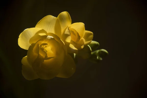 Nahaufnahme Von Frischen Bunten Blumen Auf Dunklem Hintergrund — Stockfoto