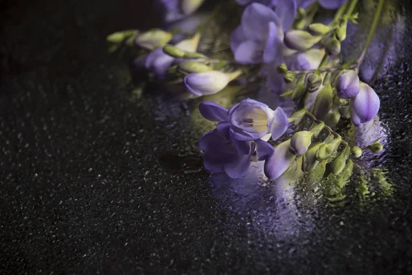 Gros Plan Fleurs Fraîches Colorées Sur Fond Sombre — Photo