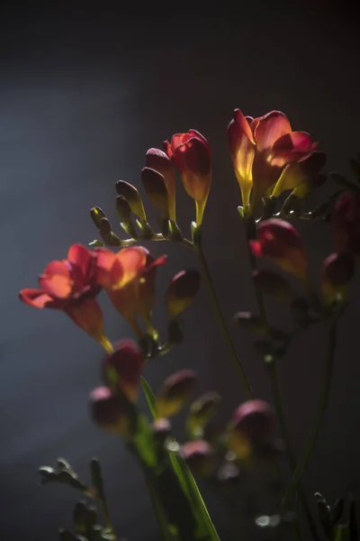Крупным Планом Свежие Цветки Темном Фоне — стоковое фото