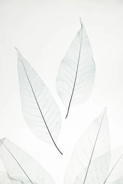 transparent dried leaves on white background