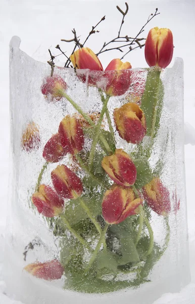 Színes Friss Tulipánok Jég Váza Fehér Háttér — Stock Fotó