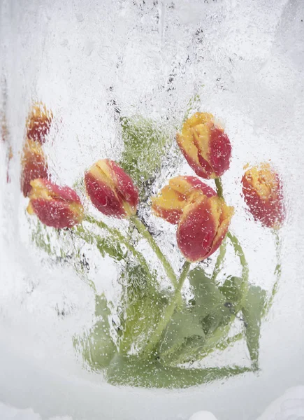氷花瓶白い背景の上に新鮮な色とりどりのチューリップ — ストック写真