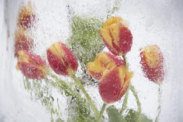 colorful fresh tulips in ice vase on white background