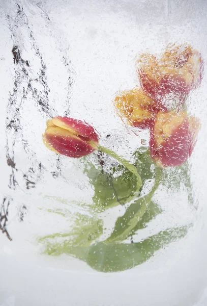 colorful fresh tulips in ice vase on white background