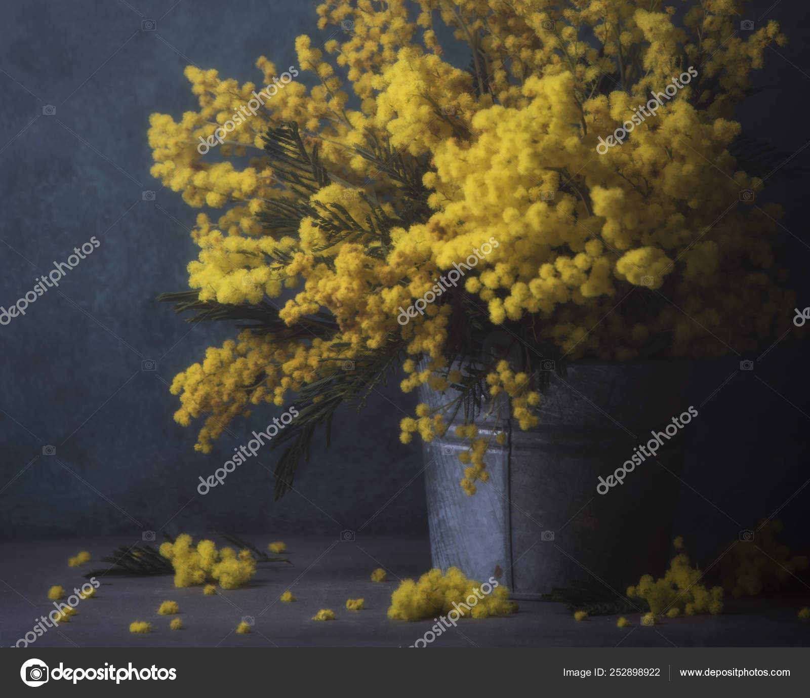 ミモザ写真素材 ロイヤリティフリーミモザ画像 Depositphotos ミモザ写真素材 ロイヤリティフリーミモザ画像 Depositphotos
