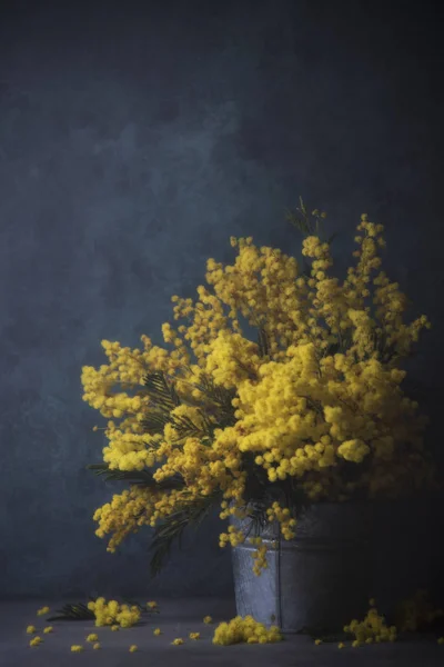 Gele Mimosa Bloemen Boeket Emmer Grijze Achtergrond — Stockfoto