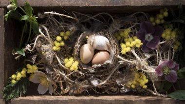 Mutlu Paskalya kartı şablonu Mimoza çiçekli yuvadaki yumurta 