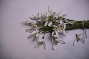 lekeli arka plan üzerinde kardelen çiçek buketi yakın 