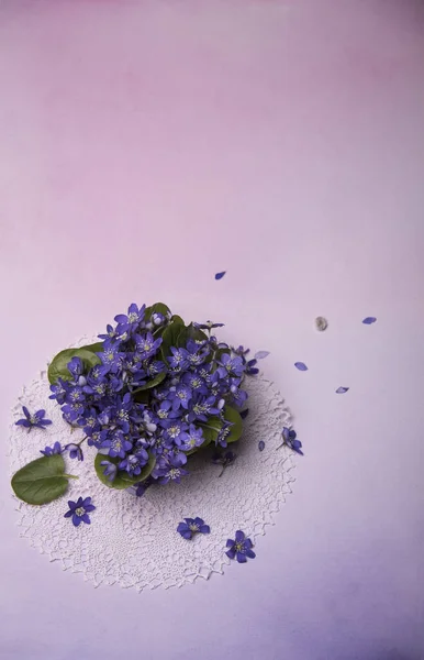 Primo Piano Fiori Viola Sfondo Colorato — Foto Stock