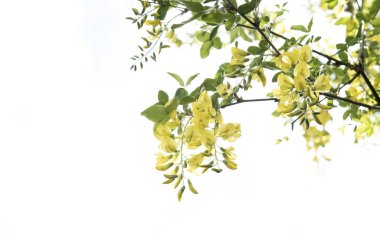 Beyaz arkaplanda sarı çiçekler