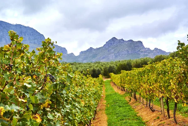 Stellenbosch is a town in the Western Cape province of South Africa, situated about 50 kilometres (31 miles) east of Cape Town, along the banks of the Eerste River at the foot of the Stellenbosch Mountain. It is the second oldest European settlement