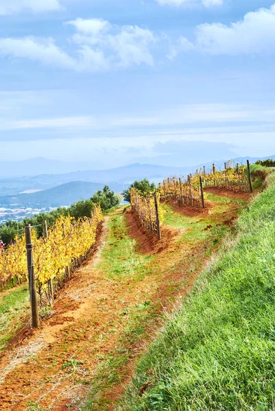 Stellenbosch, Güney Afrika, yaklaşık 50 kilometre (31 mil) Cape Town, Stellenbosch dağ eteklerinde, Eerste Nehri kıyısında yer alan Batı Cape il bir şehirdir. İkinci en eski Avrupa yerleşim 