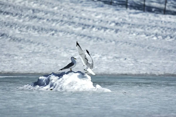 Gündüz Kışın kar fırtınası sırasında Ottawa, Kanada sayısı
