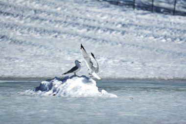 Kanada gösterim sırasında farklı mevsim